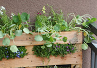A pallet garden for small spaces