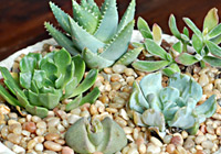 DIY tabletop succulent garden