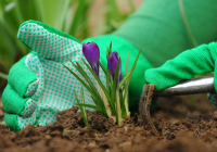 How to plant a flower garden