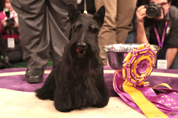 Westminster show dogs