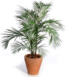 ARECA PALM