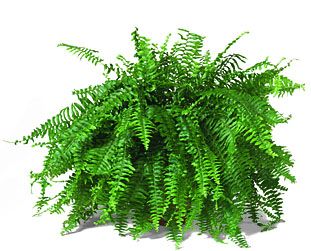 BOSTON FERN