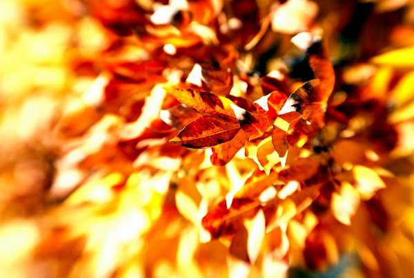 Autumn leaves