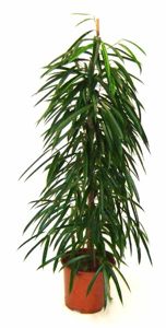 FICUS ALII