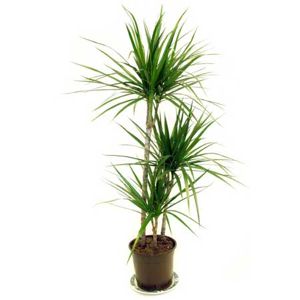 MADAGASCAR DRAGON TREE
