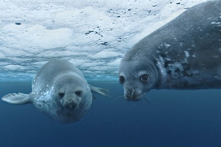 Disneynature visits the Oceans