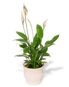 PEACE LILY