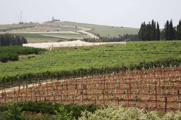 Vineyard in Israel