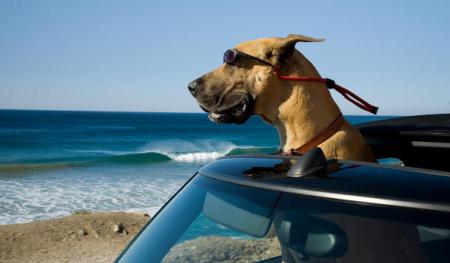 Marmaduke is ready for the big screen