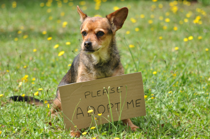 Adopt Puppies on Reasons Why You Should Adopt An Aging Dog