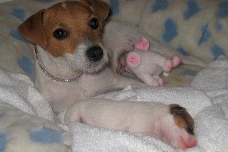 Mariah Carey's puppy has puppies
