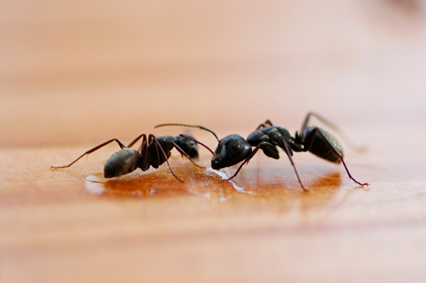 Ants