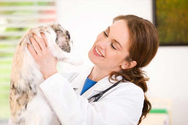 Vet holding rabbit