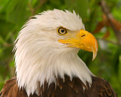 The Virginia Living Museum