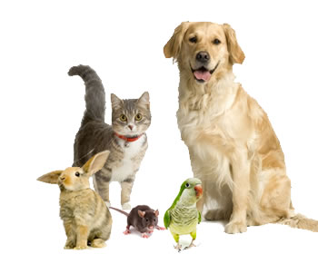  Birds Pictures on Cats And Dogs Not Getting Along  5 Tips To Help Your Pets Get Along