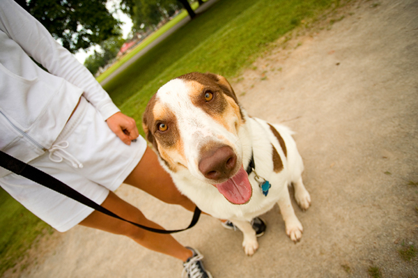 dog on leash