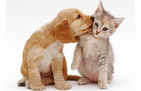 cute pictures of puppies and kittens together