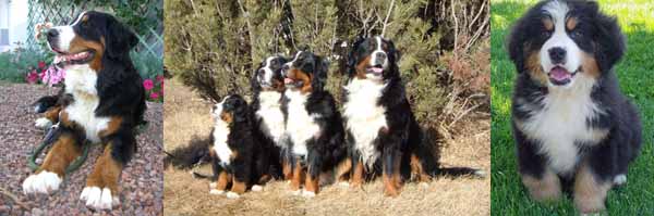 Top Ten Most Loyal Dogs Breeds