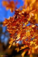 autumn leaves iPhone wallpaper