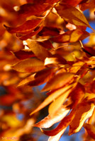 autumn leaves iPhone background
