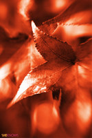 autumn leaves iPhone wallpaper
