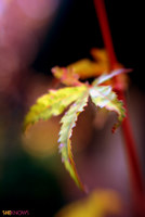 fall leaves iPhone wallpaper