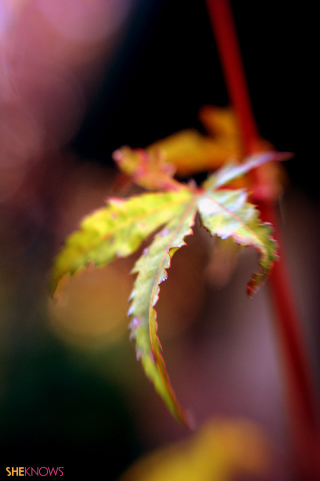 iPhone skin - autumn leaves