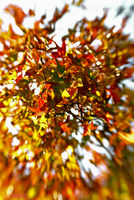 autumn leaves iPhone background