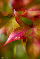 autumn leaves iPhone background