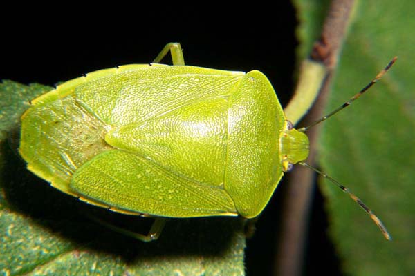 Stink bug