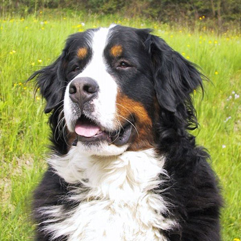big dog breeds list. Bernese Mountain Dog 10
