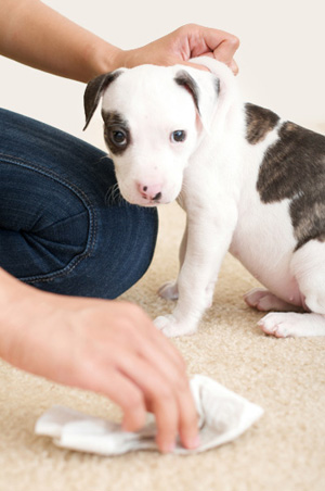 dog stains carpet