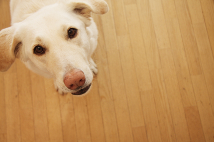 Secure Any Items that Dangle - Dog Looking Up