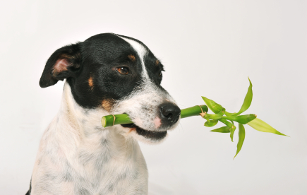 Ensure Your Plants Are Pet-Friendly.