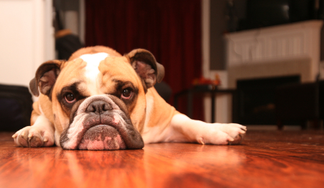 Assess Your Home from a Pets Point of View
