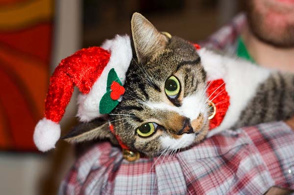 Petsmart Black Friday 2010 ad hits the web