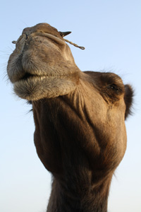 Camel