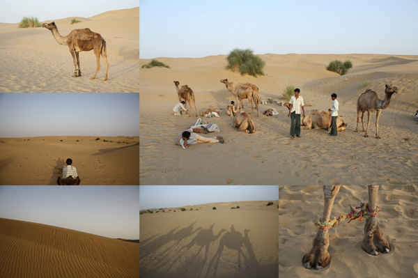 Camels India