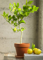 Organic Meyer Lemon Topiary - $95