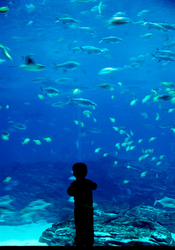Toddler at aquarium