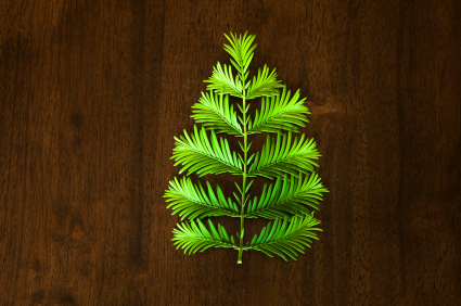 Ways to Recycle Your Christmas Tree