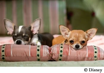 Beverly Hills Chihuahua 2