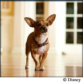 Beverly Hills Chihuahua 2
