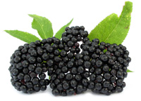 Elderberries