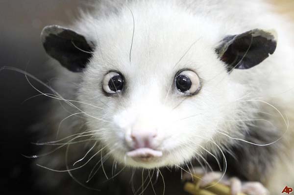 Heidi the Cross-Eyed Opossum