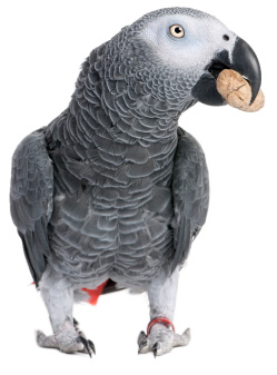 Parrot