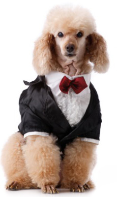 Doggie attendant