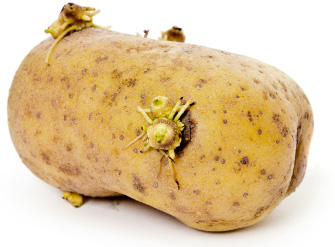 Potatoes