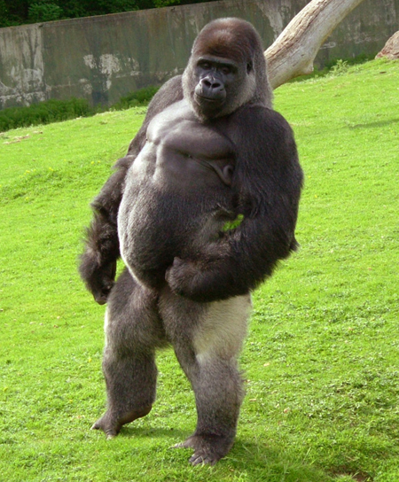 Vanilla Gorilla