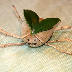 rock beetle